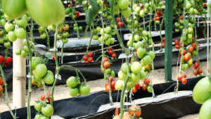 Maneja enfermedades de tomate en el invernadero