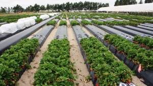 Manejo integrado para controlar enfermedades del suelo en las fresas
