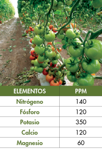 etapa 5