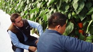 Ahern muestra pimientos, tomates y especialidades de Zeraim/Syngenta en Guanajuato