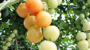 Cosecha y empaque de tomates en racimo