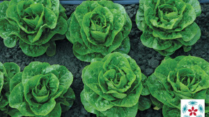 Enza Zaden presenta nuevas variedades en su Día de Campo