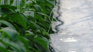 Retos y oportunidades del cultivo sin suelo
