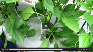 [Video] Variedades de chiles y pimientos: Expo Agroalimentaria Guanajuato 2013