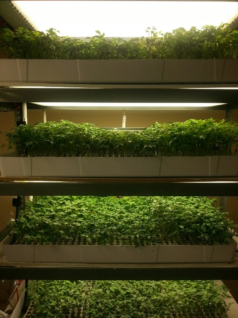 grafted_growers_enfoque (1)