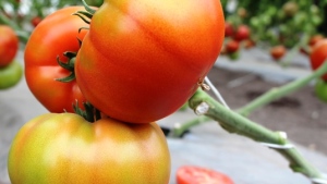 Escoge la variedad adecuada de tomate