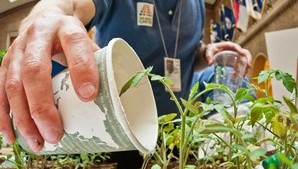 Tamaño de celda del trasplante afecta el rendimiento final