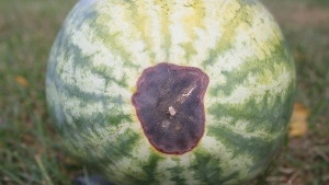 Claves del manejo de nutrientes en melones