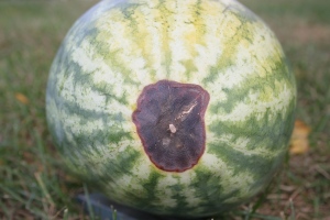 watermelon fruit calcium disorder blossom end rot 2005