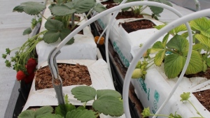 Producción de frutillas orgánicas