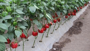 Demanda de agua por cultivo