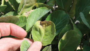 Uso de cobre para el control de Pudrición negra en brasicáceas