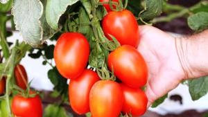 Imprescindible el manejo adecuado de nutrición en el cultivo del tomate