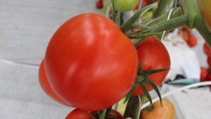 4 consejos para el éxito de tu producción protegida