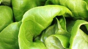 Pregunta del lector: Cubiertas para invernaderos hidropónicos