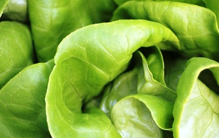 Pregunta del lector: Cubiertas para invernaderos hidropónicos