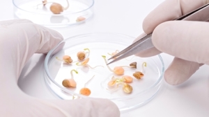 Avances científicos en fitomejoramiento y tratamientos de semillas