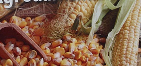 Semillas de maíz: patrimonio nacional