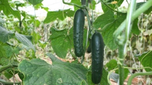 Control de Pythium en pepinos de invernadero
