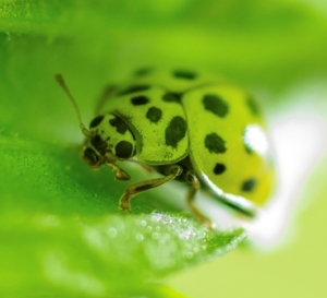 cucumber beetle