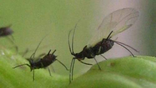 Manejo integrado en cultivo de chile