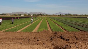Programa sustentable de fertilización