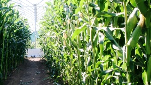 Diagnóstico del exceso de nitrógeno en maíz