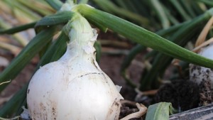 Producción de cebollas en suelos salinos