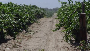 Recorrido por los Valles de Guadalupe y San Quintín, Baja California