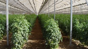 4 factores a tomar en cuenta antes de comenzar un negocio de producción protegida