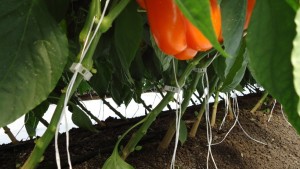 Promueve buen manejo de los micronutrientes sin saturación innecesaria
