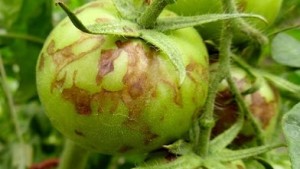 Consejos para el control de Trips y manejo de Marchitez manchada en el tomate