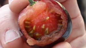 Optimización genetica del rendimiento  en tomates