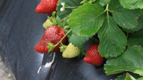 3er Diplomado de Producción de Berries 2015