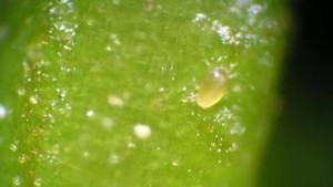 Recomendaciones para identificar y manejar el ácaro ancho