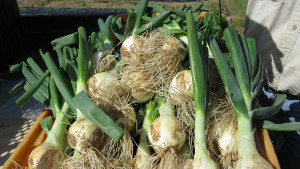 Cultivo de cebollas en microtúneles