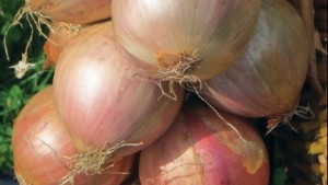 Manejo integrado de trips en la cebolla