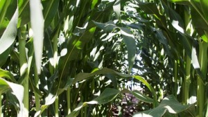 Mayor densidad de población de ciertas variedades de maíz ofrece mayores rendimientos