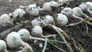 Desempeño del mercado de cebolla