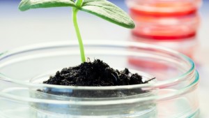 Aplicación y uso de los inoculantes comerciales para semillas