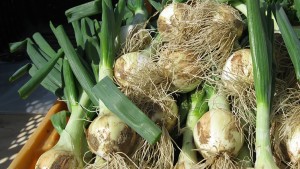 Uso del desperdicio de la cebolla