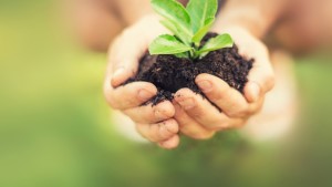 Concientización del consumidor sobre fitomejoramiento de semillas