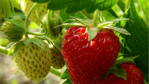 2 enfermedades a evitar en las fresas