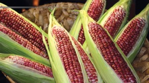 Calidad poscosecha del maíz dulce