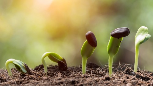 Manejo de nutrientes en las plantas
