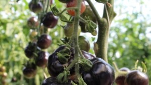 Pequeño productor ofrece consejos para producir en climas cálidos