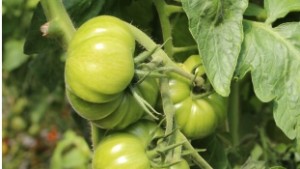 Optimización del rendimiento del tomate