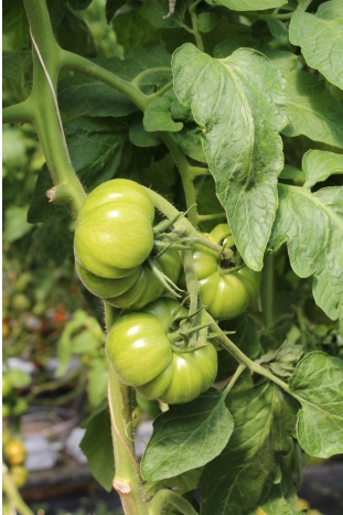 Optimización del rendimiento del tomate