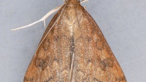 Maneje el gusano de la hoja del apio en sus invernaderos