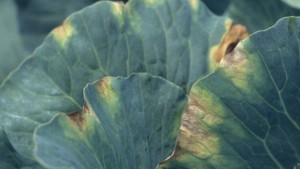 Control de pudrición de brasicáceas